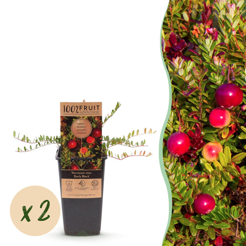 Bosbes Early Black, fruitgewas voor de tuin, detail van het blad