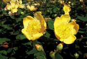 Hypericum dummeri &
