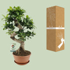 Ficus Ginseng, kenmerkend blad