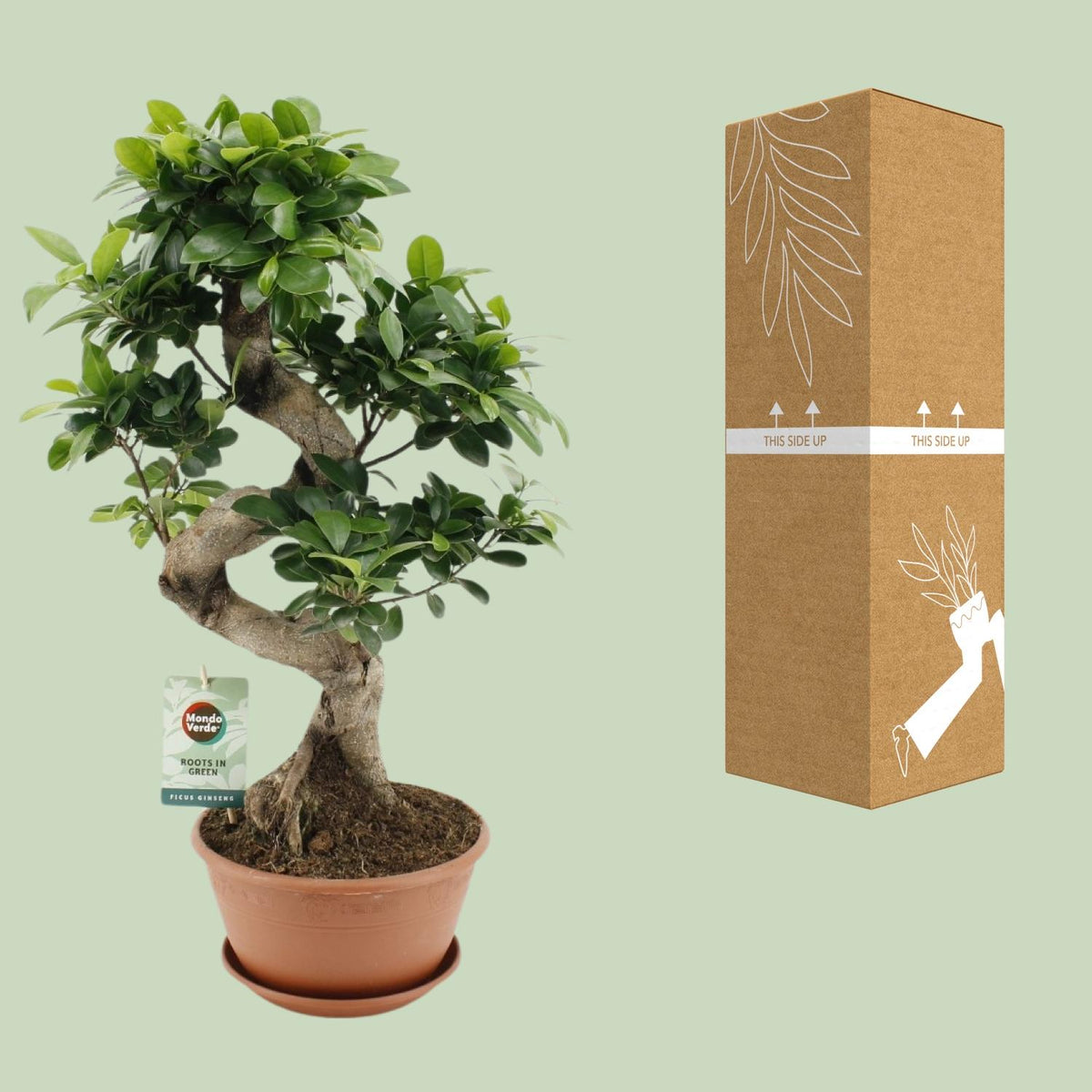 Ficus Ginseng, kenmerkend blad