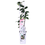 Trachelospermum &