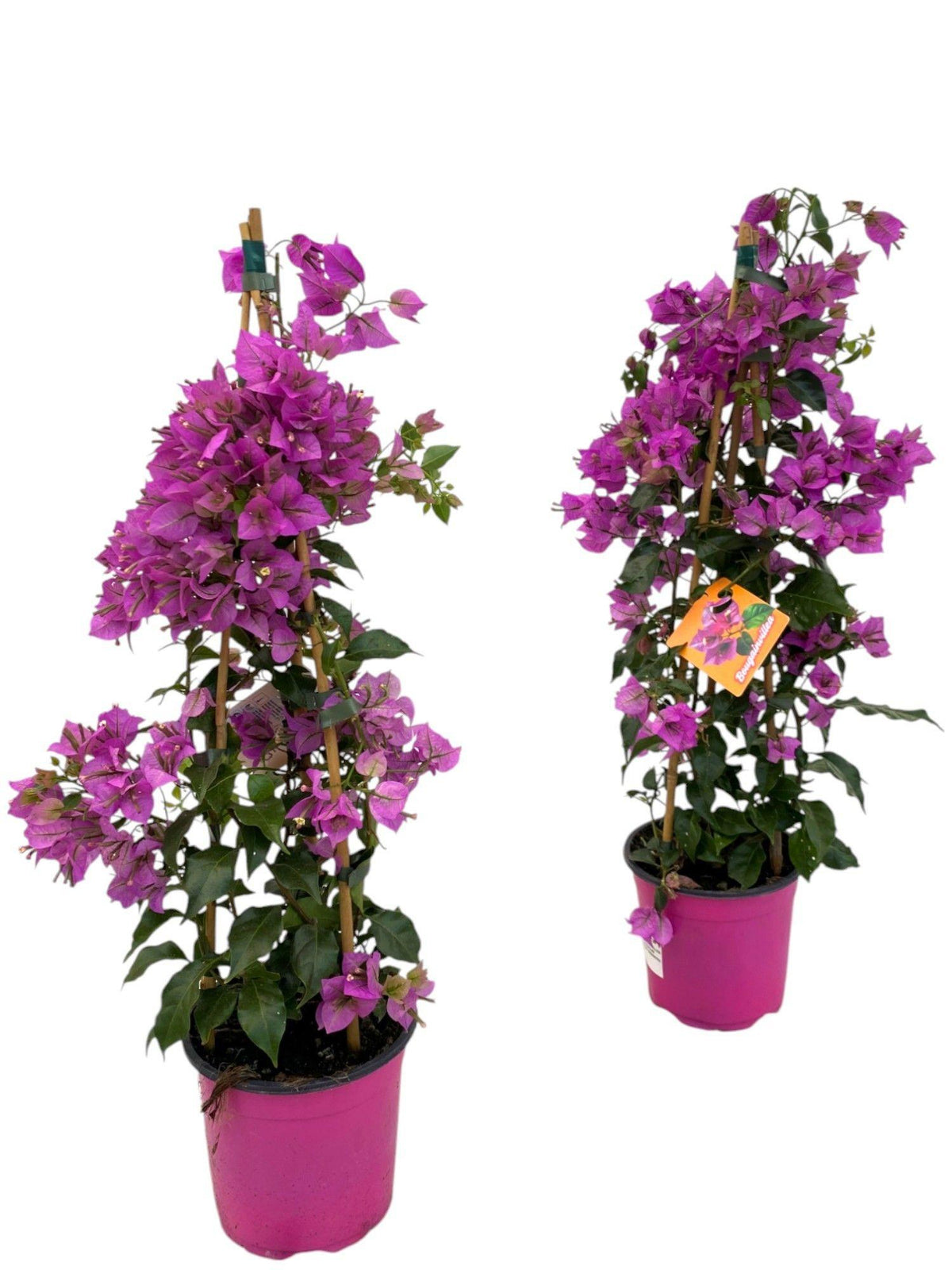 Productafbeelding van Pureplant