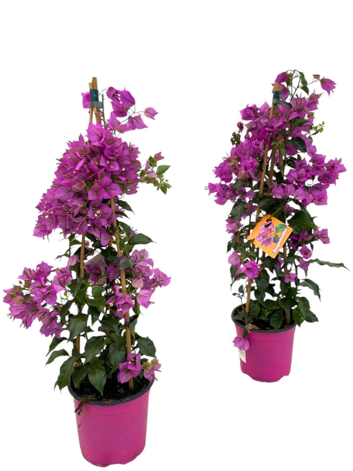 Bougainvillea Sanderiana Piramide - 1 stuk
