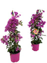 Bougainvillea Sanderiana Piramide - 1 stuk
