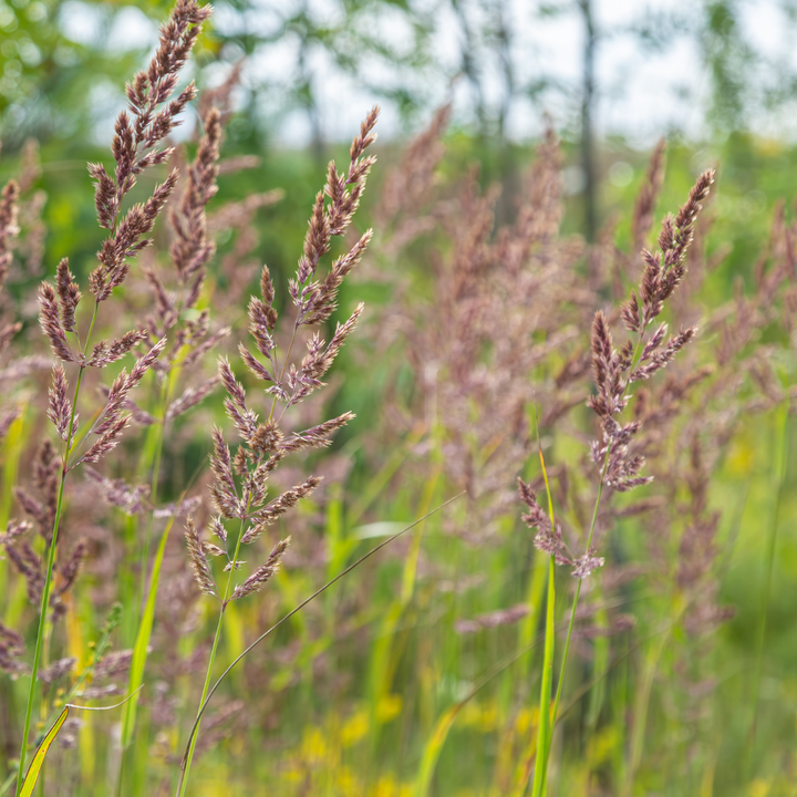 Calamagrostis brachytricha