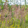 Calamagrostis brachytricha