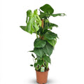 Gatenplant, plant in pot