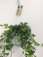 Productfoto van Hedera Helix Groen - Hangpot Wit / Basic