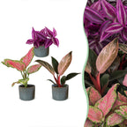 3x Baby Paradise Mix met Linnea Misty Blue, drie jonge tropische kamerplanten