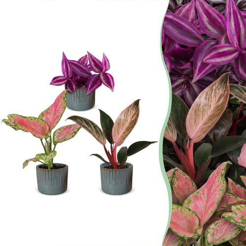 3x Baby Paradise Mix met Linnea Misty Blue, drie jonge tropische kamerplanten