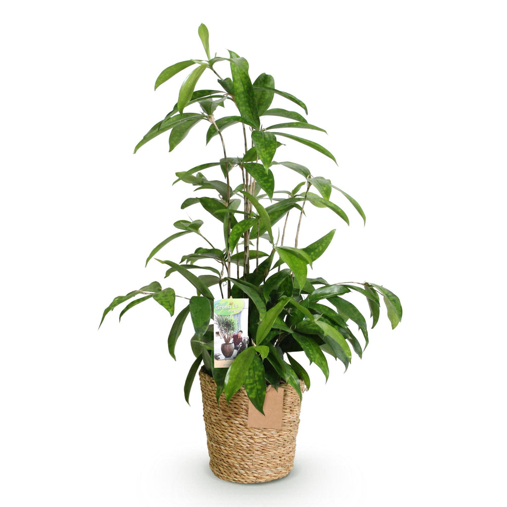 Dracaena surculosa met mand, plant voor binnen
