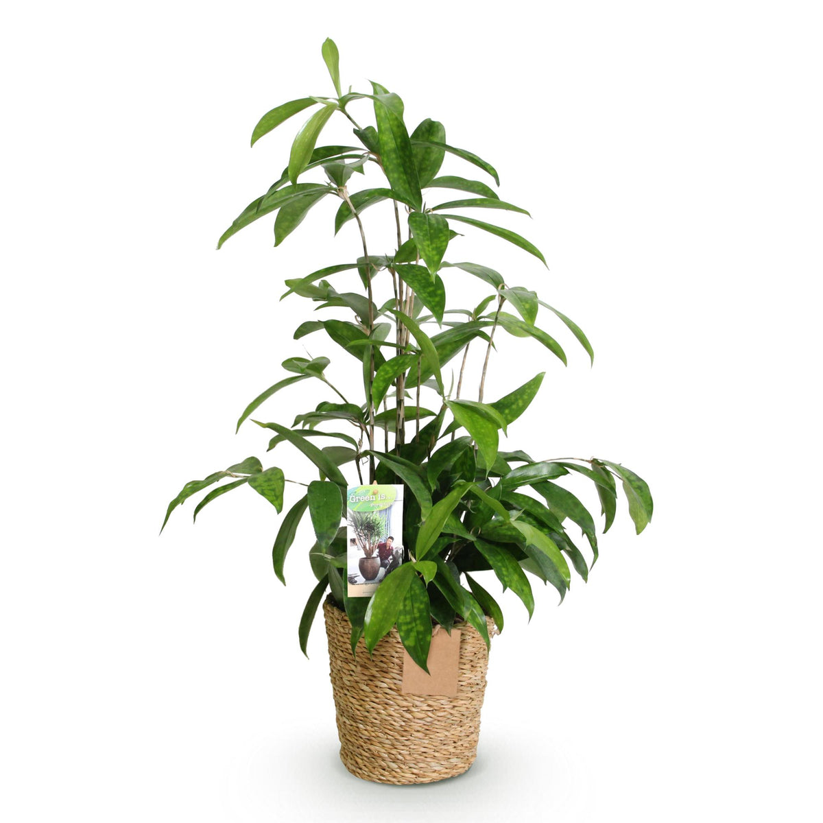 Dracaena surculosa met mand, plant voor binnen