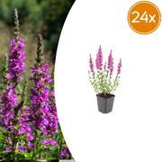 Lythrum salicaria
