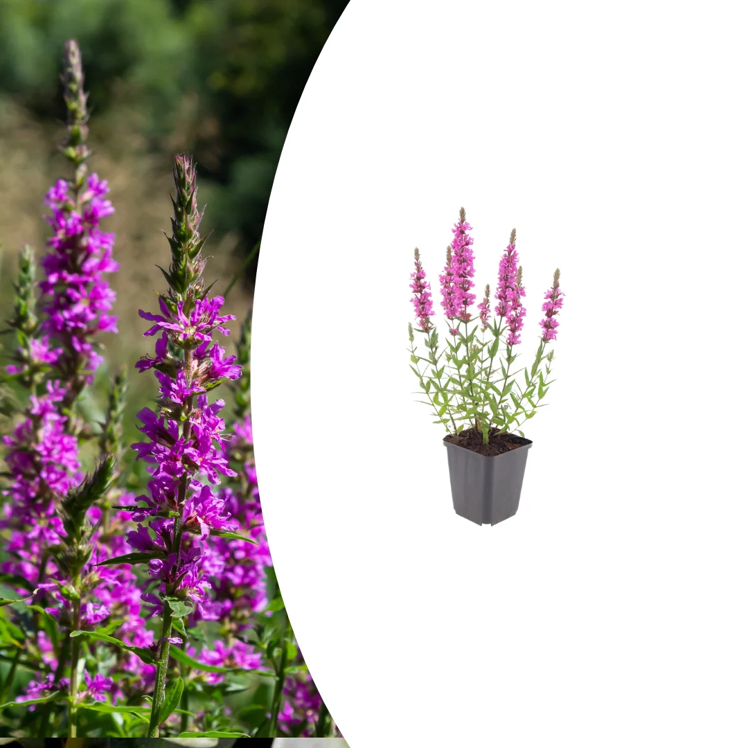 Lythrum salicaria, detail van het blad