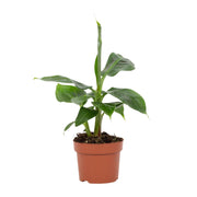 Musa Tropicana