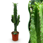 Euphorbia eritrea, 70 cm hoog, plant in pot