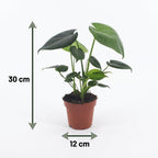 Monstera Deliciosa - Gatenplant met grijze pot, plant in kweekpot