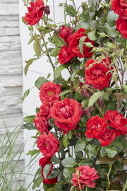 3x - Rosa Crazy in love &