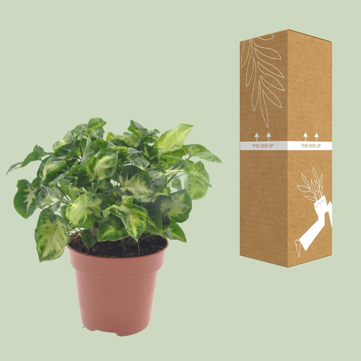 Detailfoto van Syngonium Pixie
