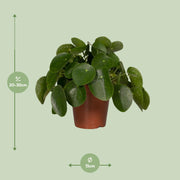 Pilea peperomioides, pannenkoekenplant, 25 cm hoog