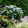 Hortensia