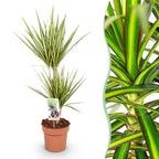 Dracaena Sunray, 70-75 cm hoog, detail van het blad
