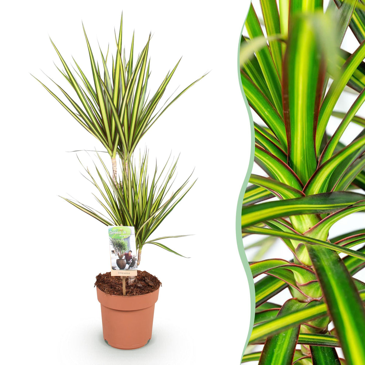 Dracaena Sunray, 70-75 cm hoog, detail van het blad