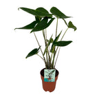 Alocasia Zebrina - Olifantsoor, plant in pot