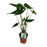 Alocasia Zebrina - Olifantsoor