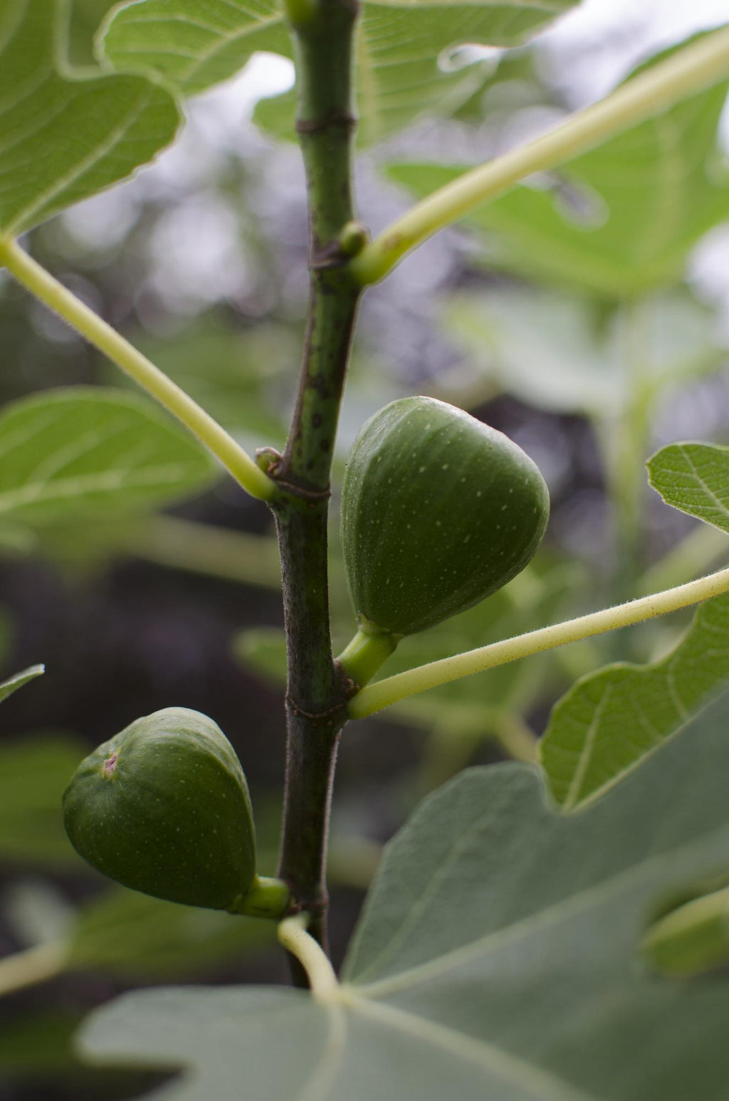 Detailfoto van Ficus 'Gustissimo Perretta', glanzend ovaal blad, 30 cm hoog