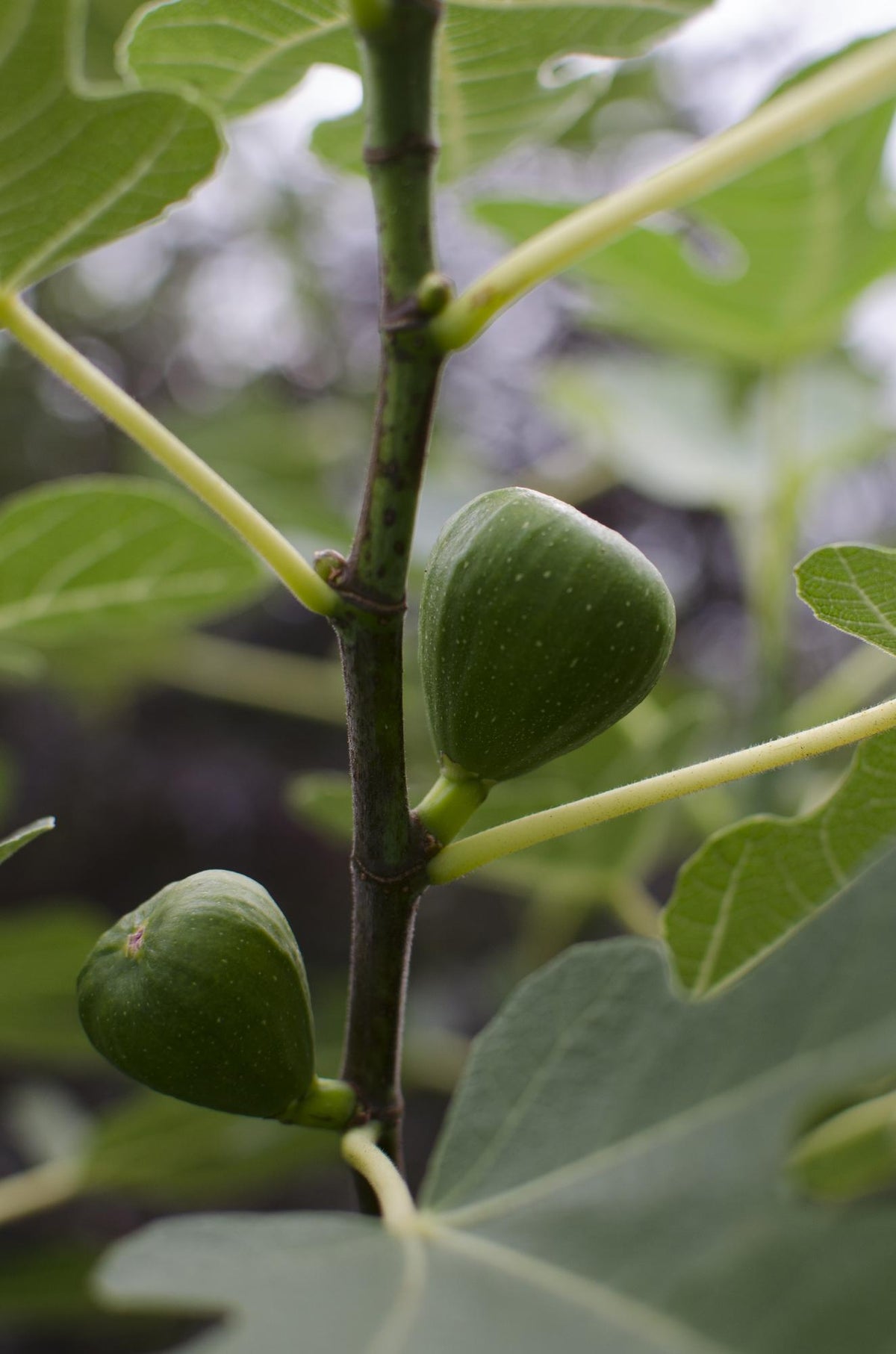 Detailfoto van Ficus 'Gustissimo Perretta', glanzend ovaal blad, 30 cm hoog