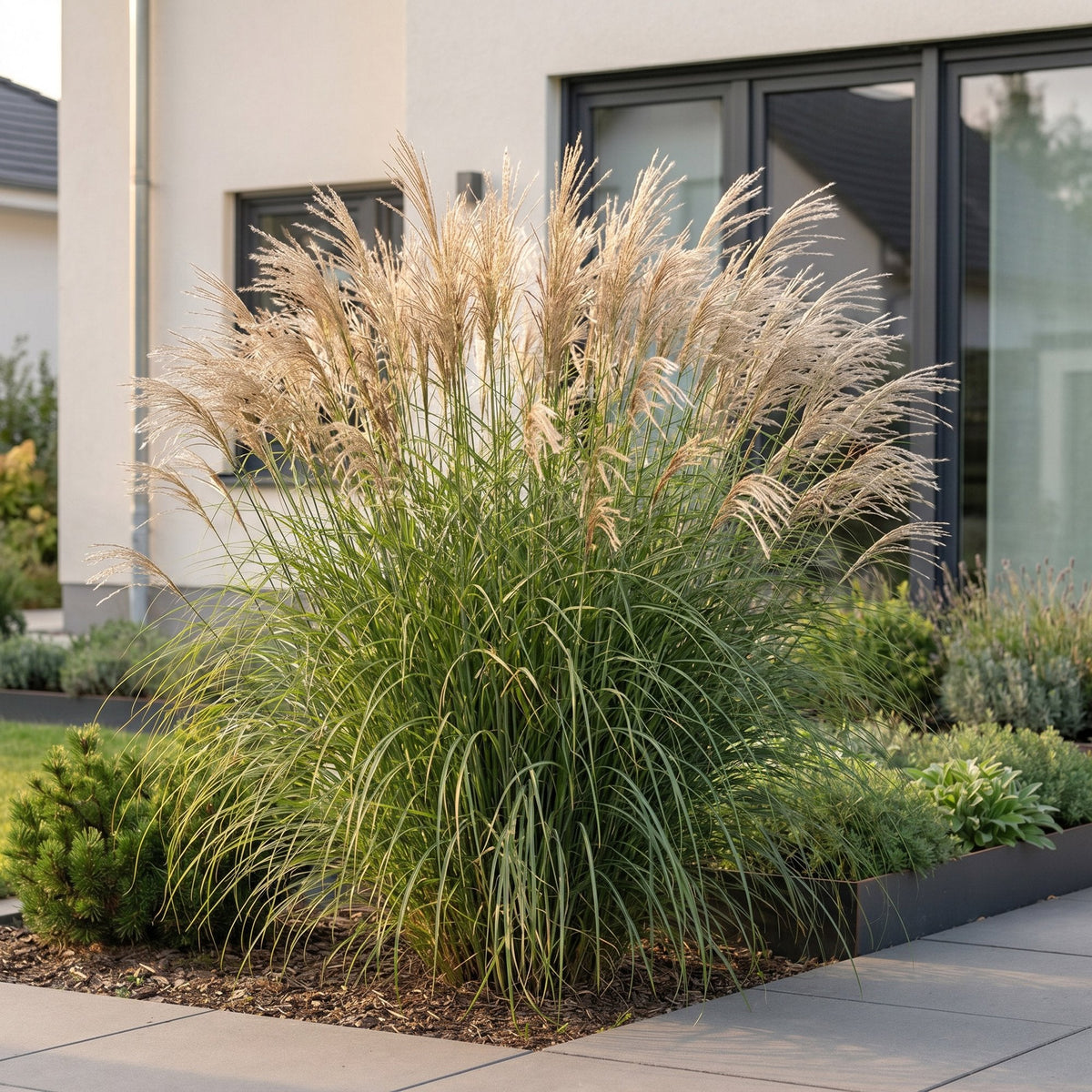 Prachtriet Miscanthus Gracillimus met pluim