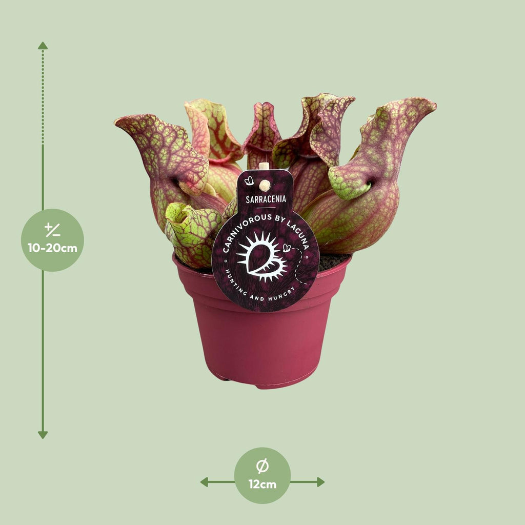 Detailfoto van Sarracenia Venosa