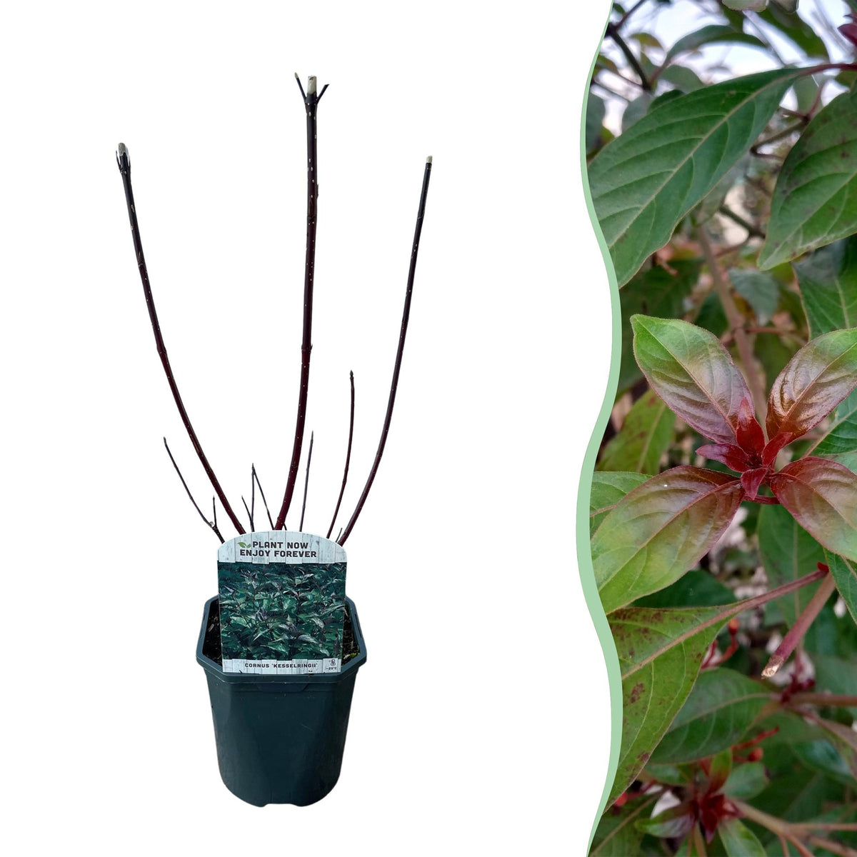 Cornus alba Kesselringii, plant in pot