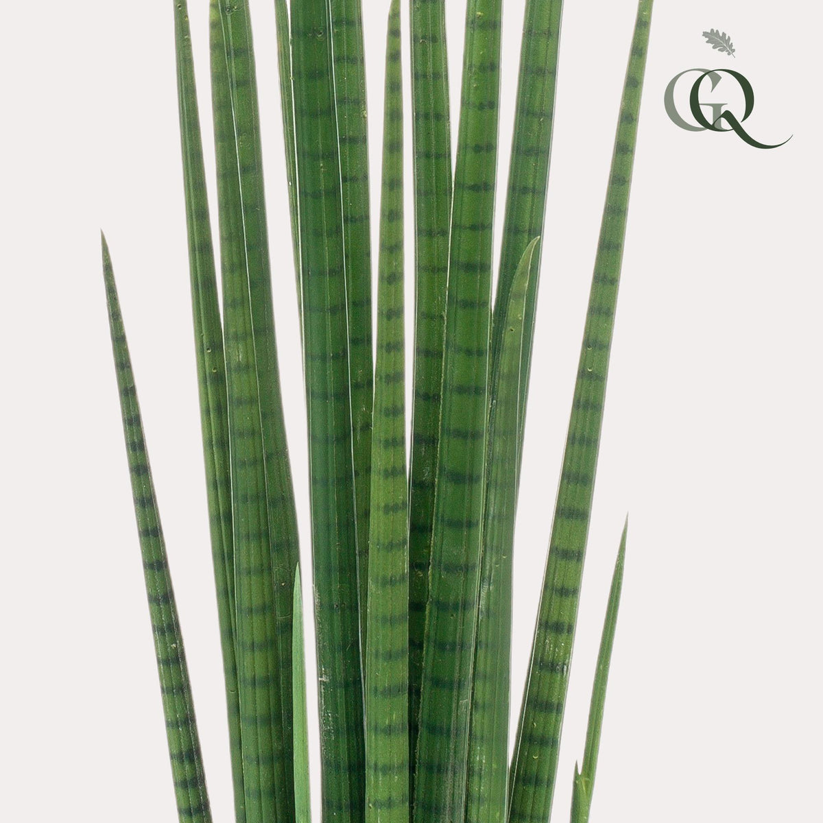 Productafbeelding van Pureplant