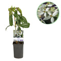 Productafbeelding van Pureplant