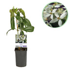 Productafbeelding van Pureplant