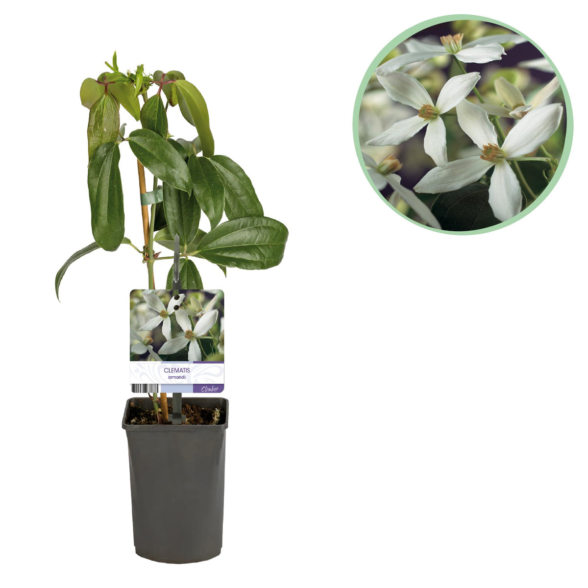 Productafbeelding van Pureplant