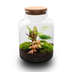 Detailfoto van DIY Planten terrarium met licht - Milky - Zonder gereedschap