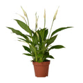 Productfoto van Spathiphyllum Bingo Cupido, lepelplant met witte schutbladen