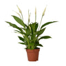 Spathiphyllum Bingo Cupido, lepelplant met witte schutbladen