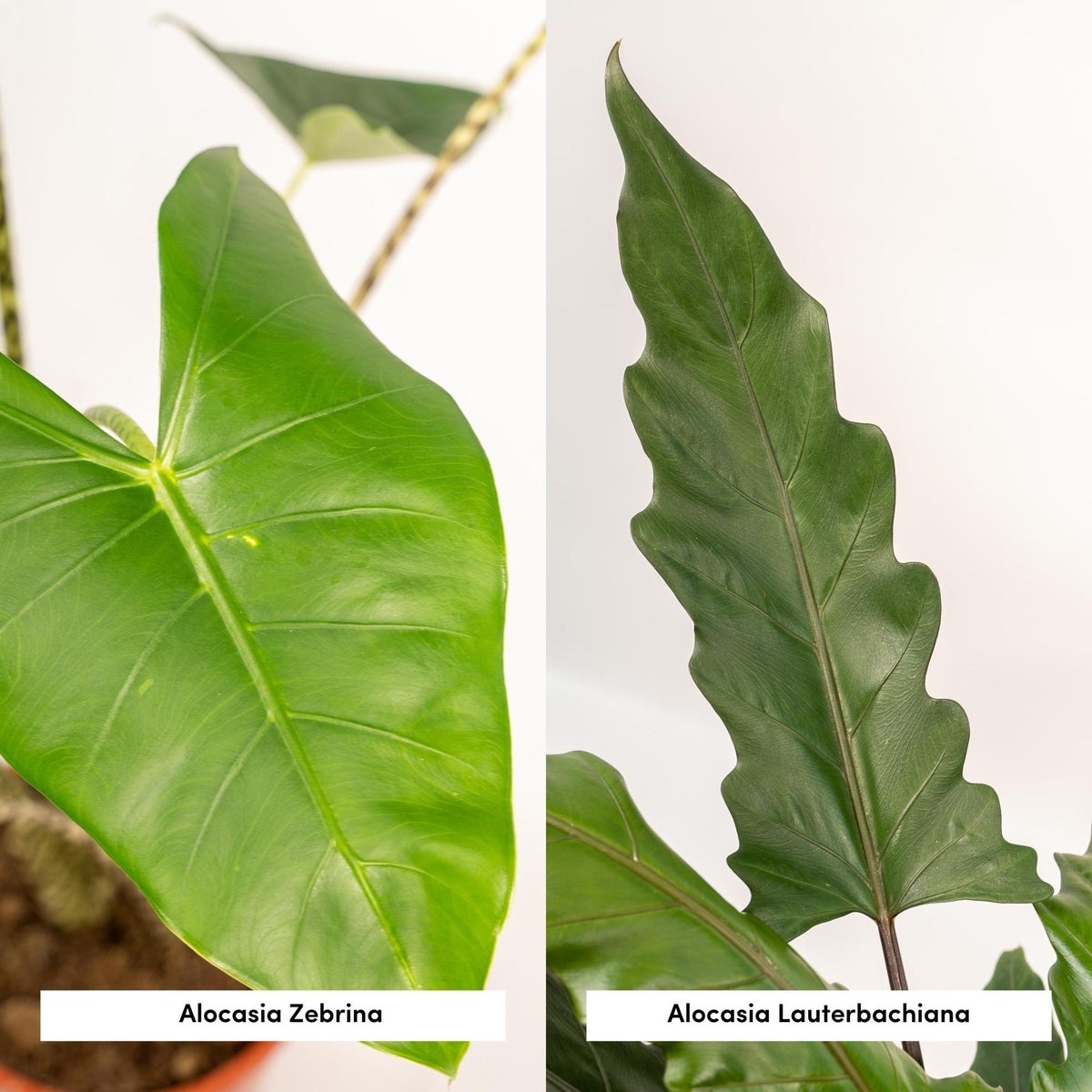 Detailfoto van Alocasia Zebrina