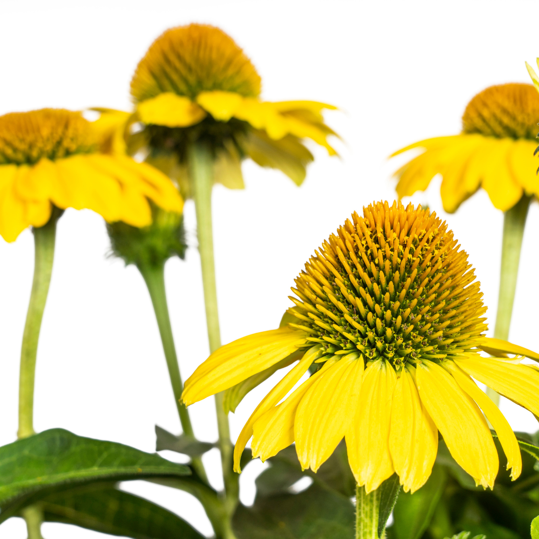 Echinacea Purpurea Yellow, detail van het blad