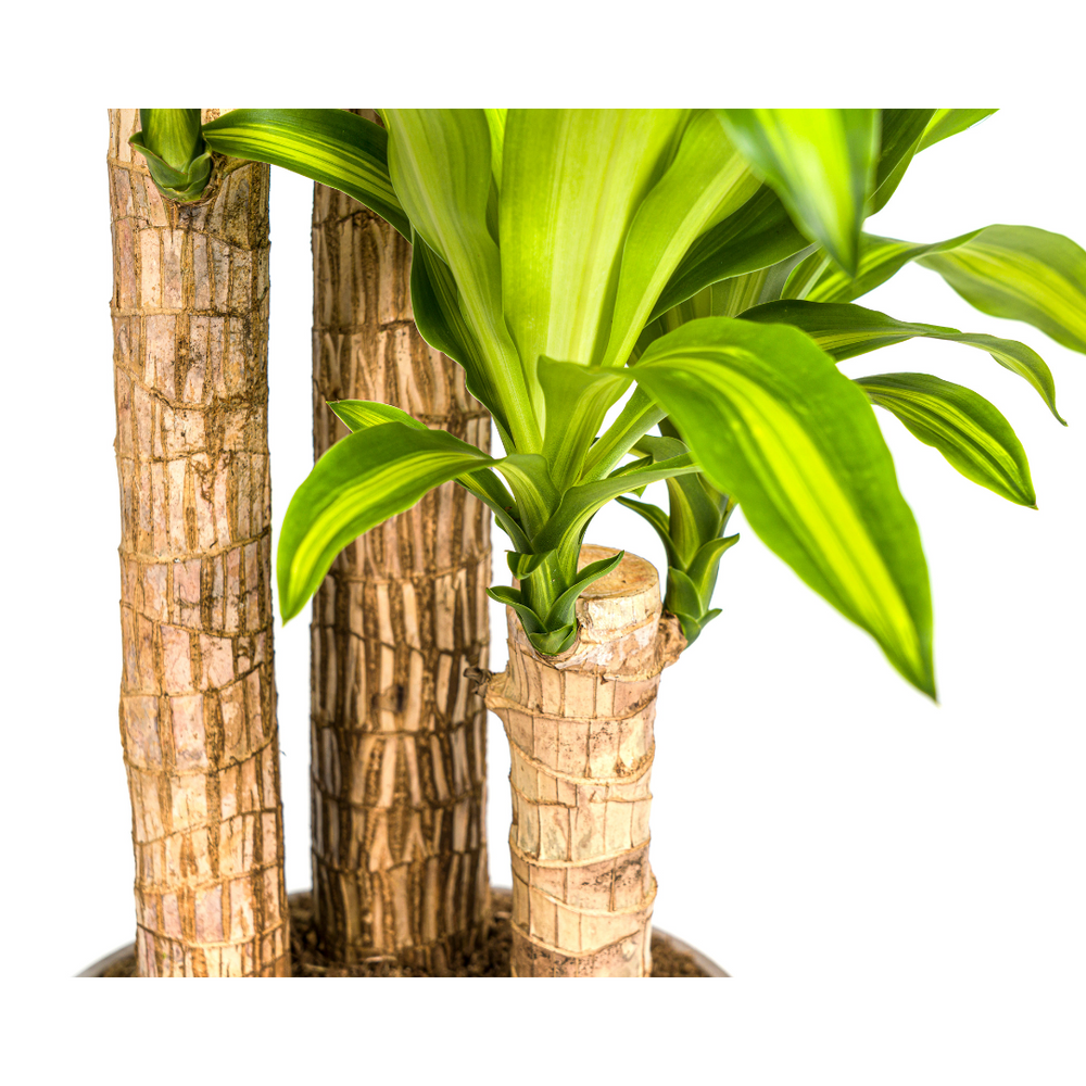 Kamerplanten donkere hoek | Beste soorten  Pureplant