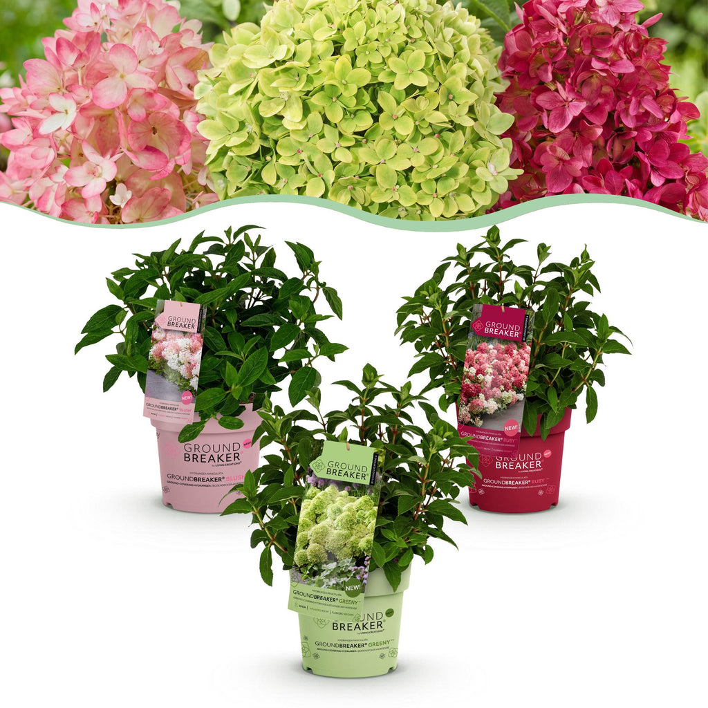 Hydrangea panniculata Groundbreaker Blush, detail van het blad