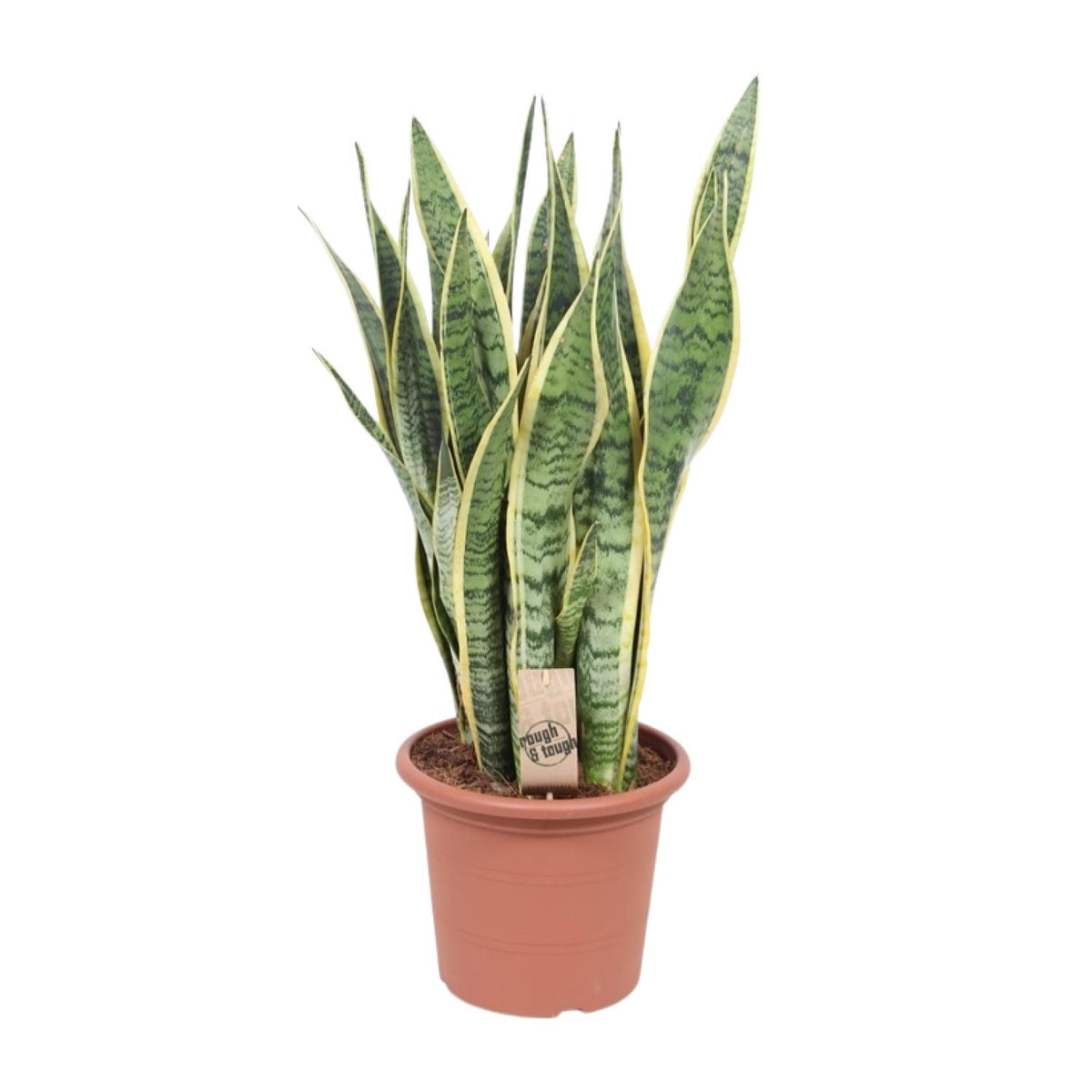 Sansevieria Trifasciata Laurentii, plant in pot