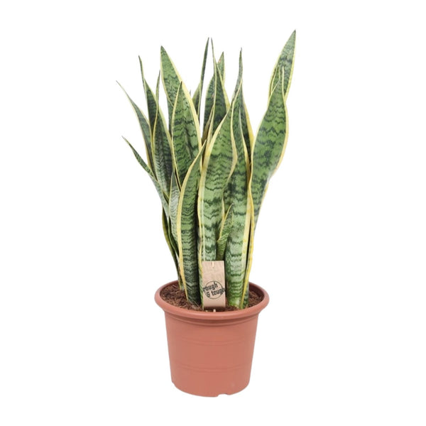 Sansevieria Trifasciata Laurentii
