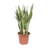Sansevieria Trifasciata Laurentii