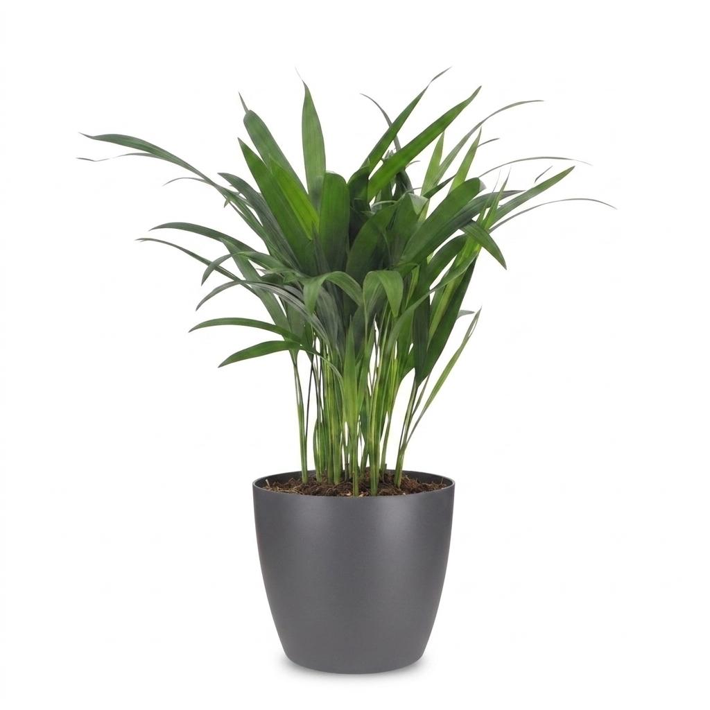 Areca Lutescens - Goudpalm met grijze pot, kenmerkend blad