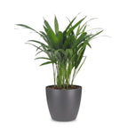 Areca Lutescens - Goudpalm met grijze pot, kenmerkend blad